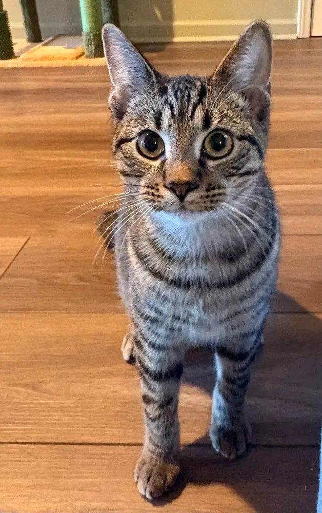 Scooby, a male kitten up for adoption
