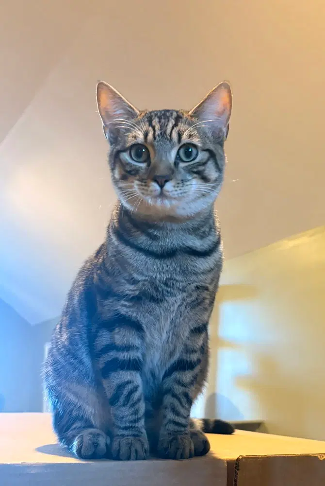 Scrappy, a male kitten up for adoption
