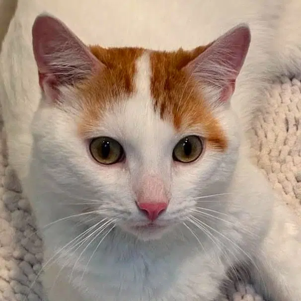Vito, a young male cat up for adoption