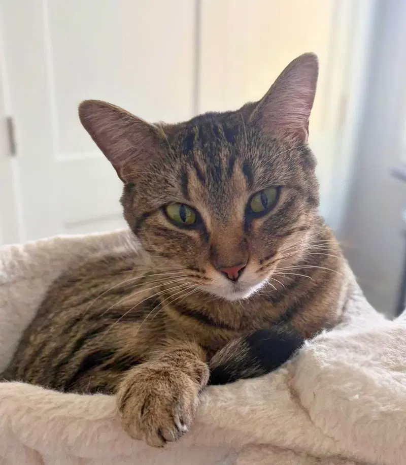 Emmy, a young female cat up for adoption