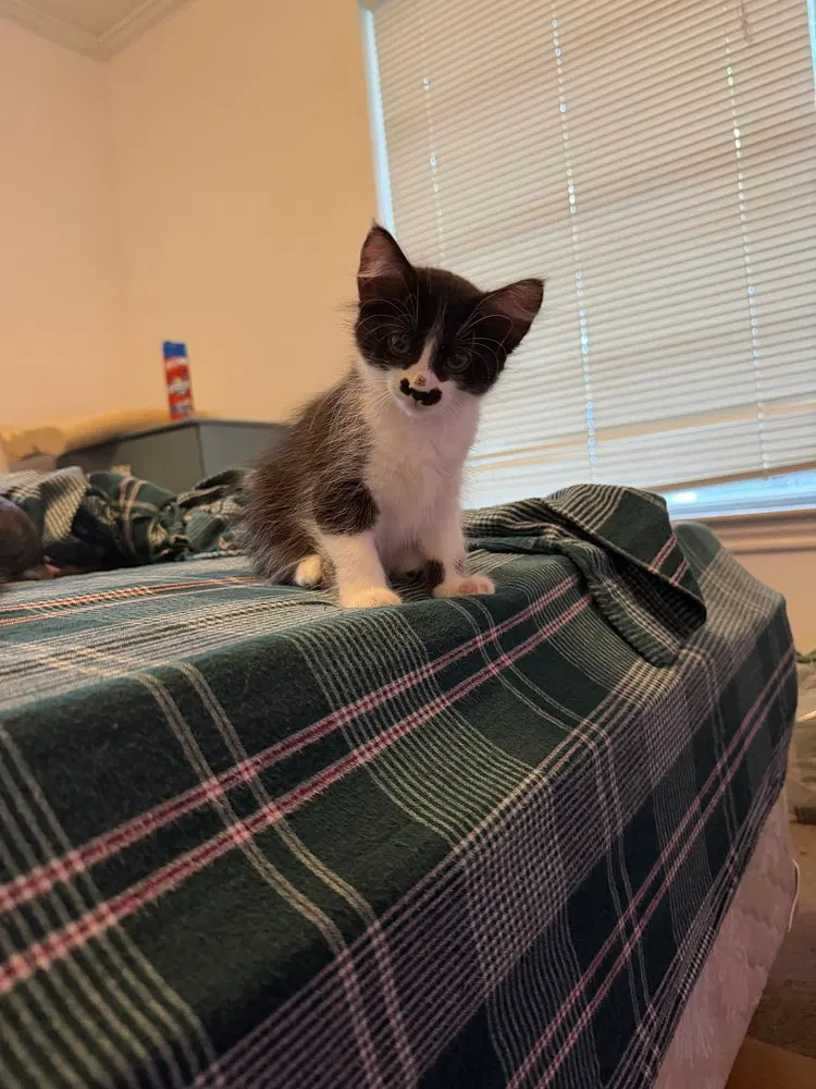 Silvermist, a female kitten up for adoption