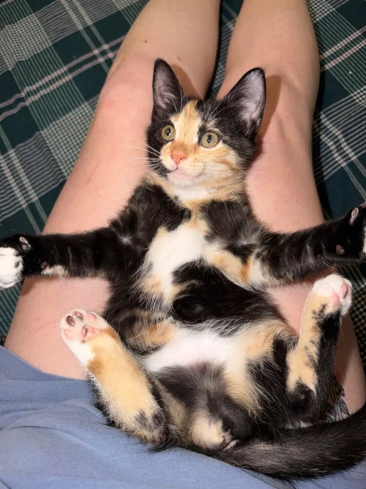 Rosetta, a female Calico kitten up for adoption