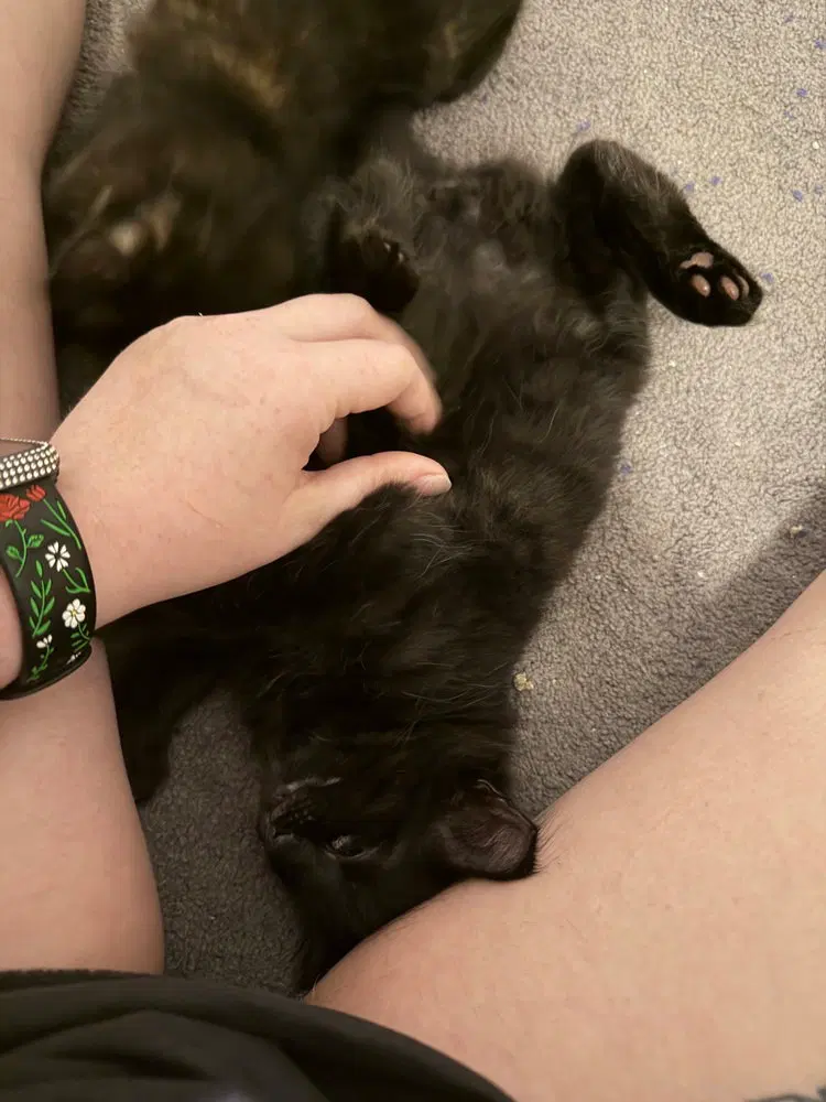 Clank, a male kitten up for adoption