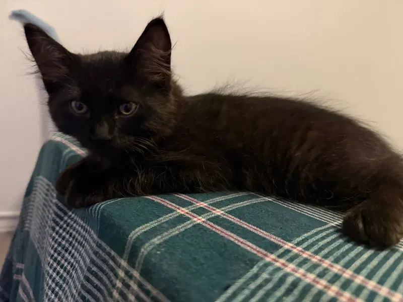 Breeze, a male kitten up for adoption