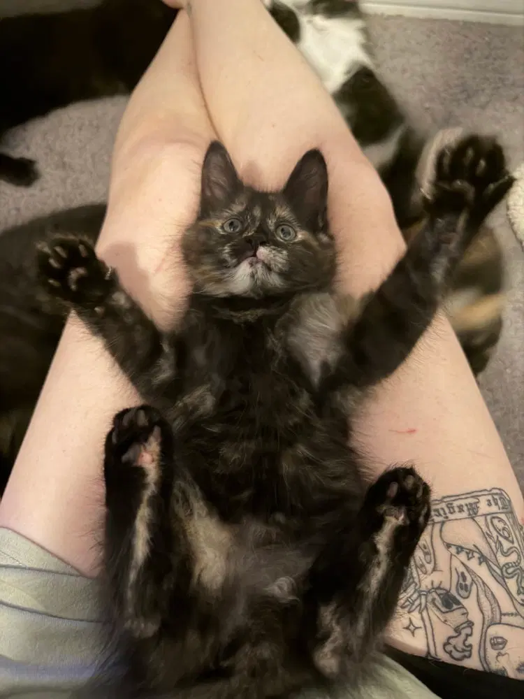 Vidia, a female kitten up for adoption
