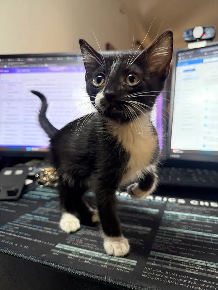 Saroo, a male kitten up for adoption