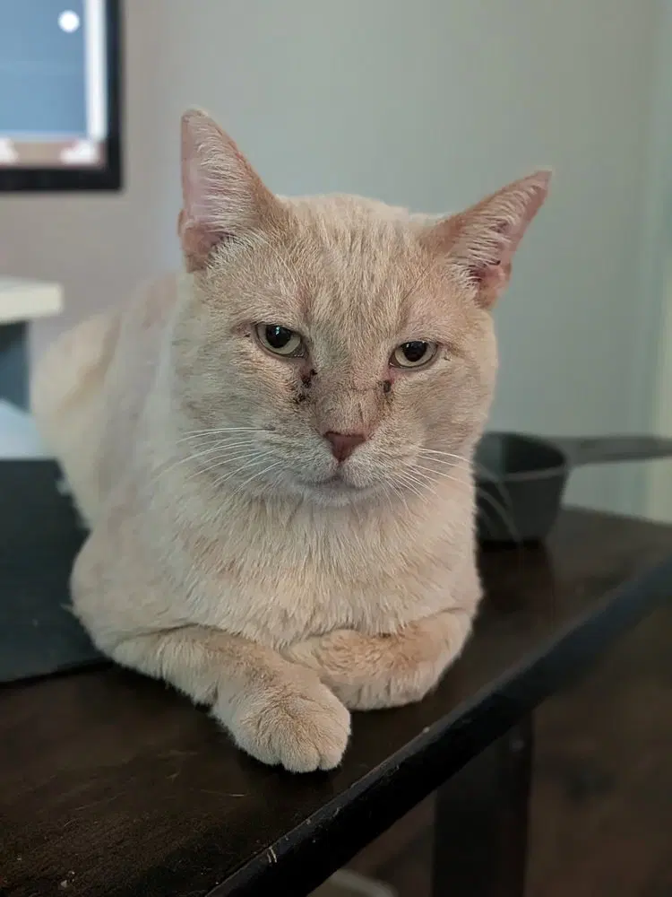 Billy, an adult male cat up for adoption