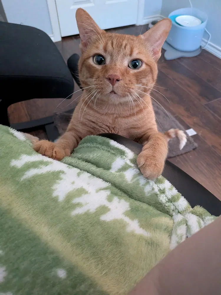 Duke, an adult male cat up for adoption