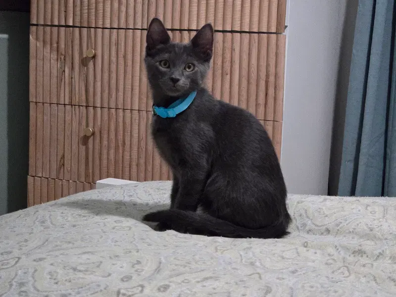 Boo Berry Crunch, a male kitten up for adoption