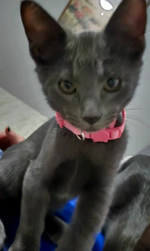 Special Gray, a male kitten up for adoption