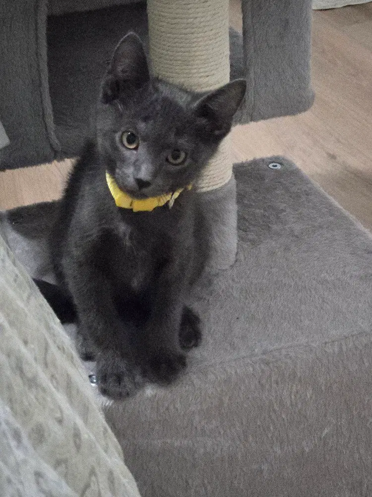 Mice Crispies, a male kitten up for adoption