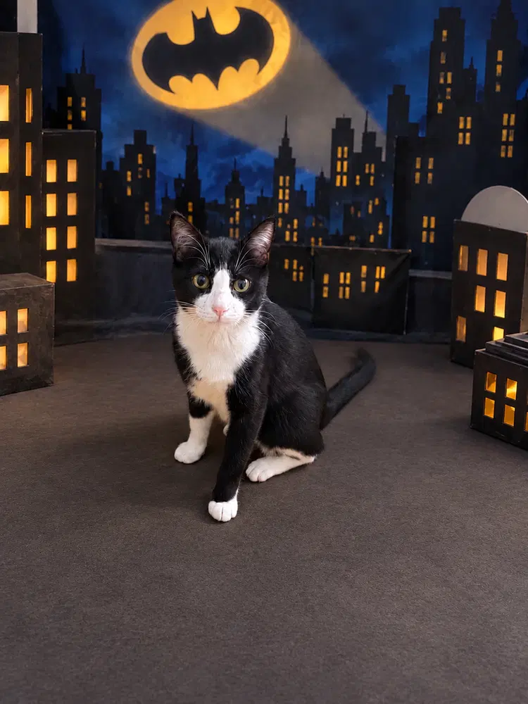 Bruce Wayne, a young male cat up for adoption
