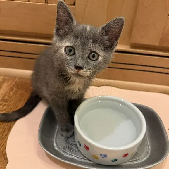 Lantana, a female kitten up for adoption