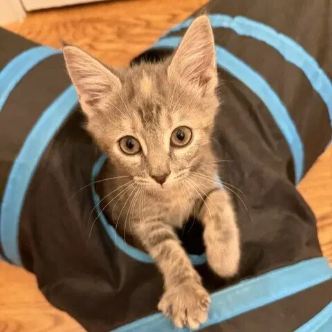 Begonia, a female kitten up for adoption