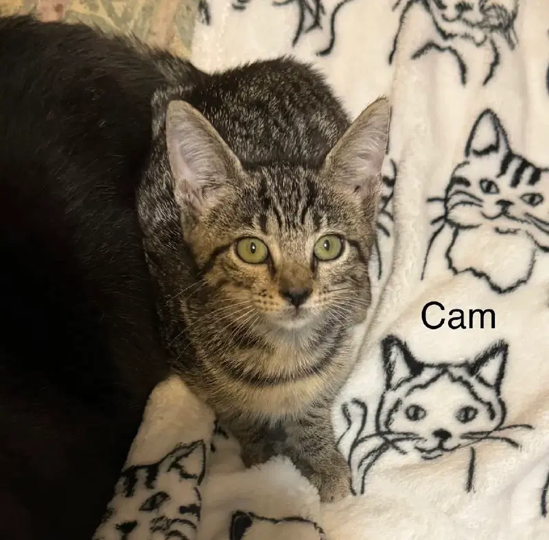 Cam, a female kitten up for adoption