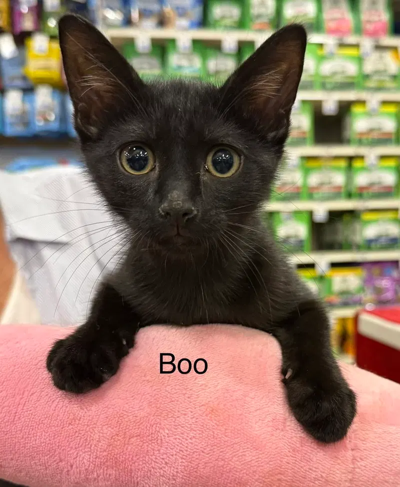 Boo, photo 2