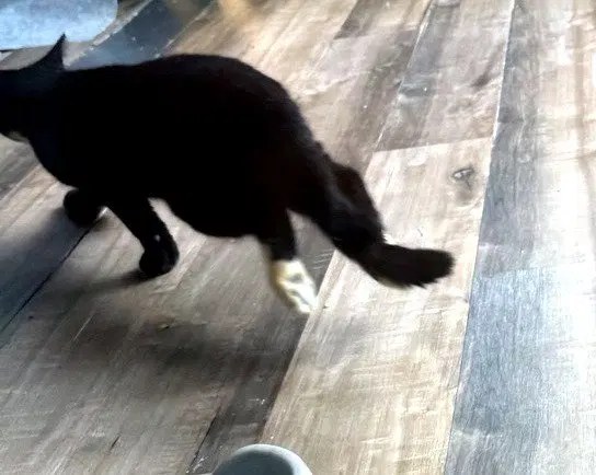 Freedom, a male kitten up for adoption