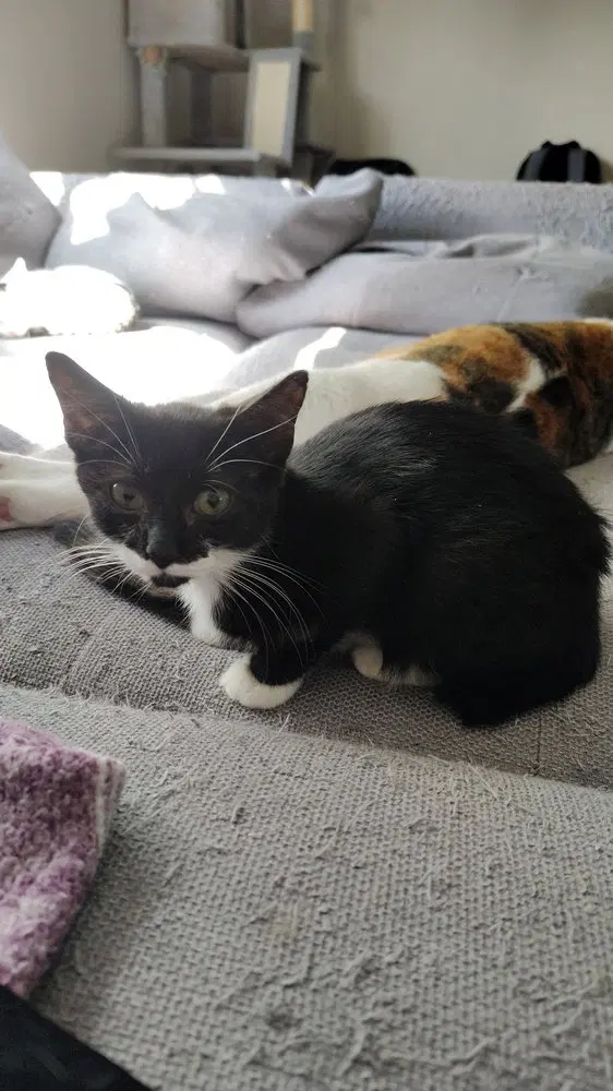 Gin, a female kitten up for adoption