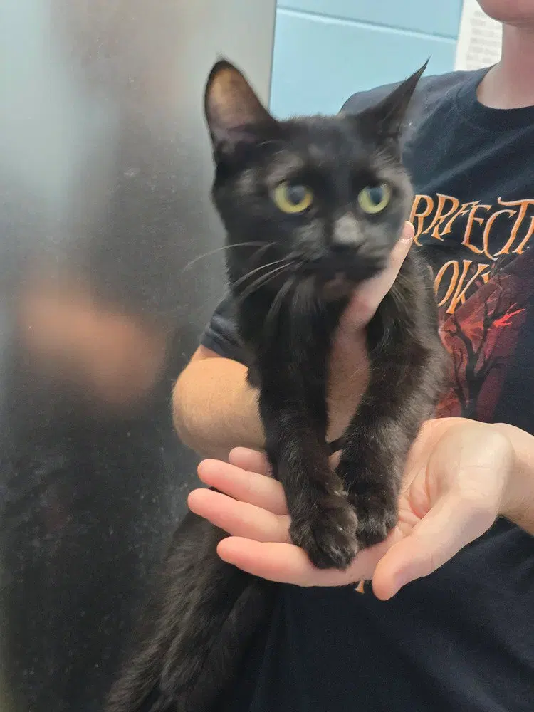 Toriel, an adult female cat up for adoption