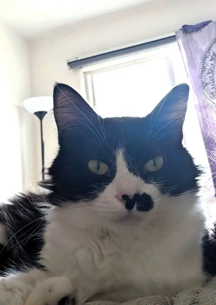 Heifer, an adult female cat up for adoption