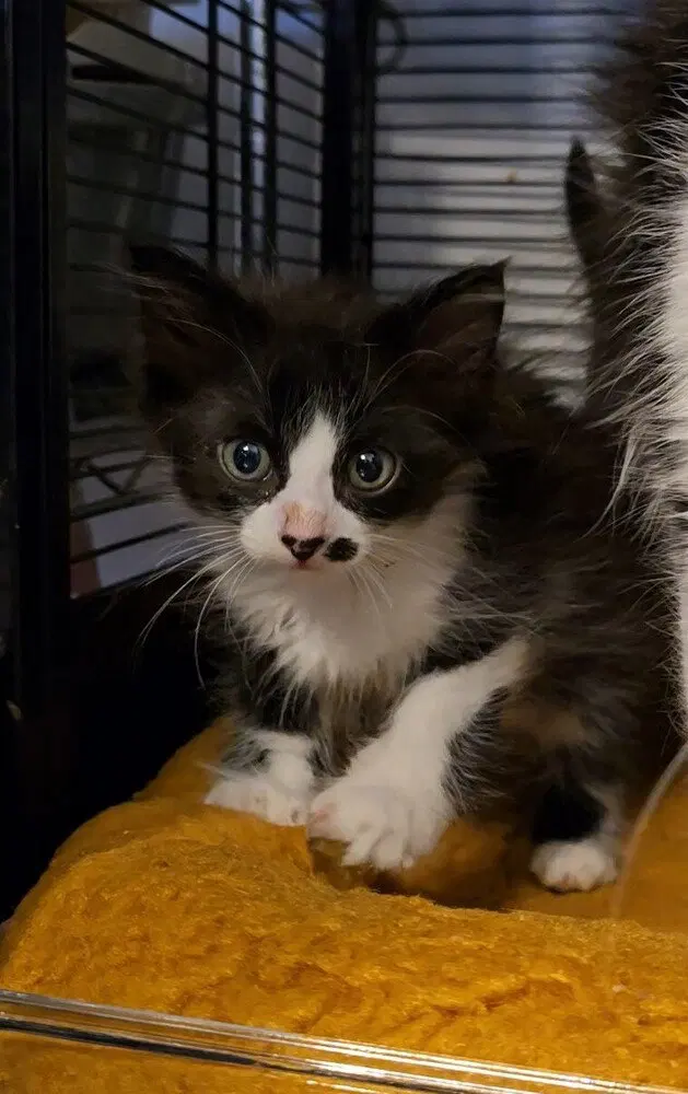 Ox, a male kitten up for adoption