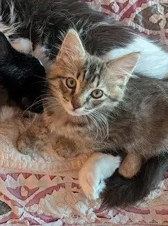 Spanky, a young male cat up for adoption