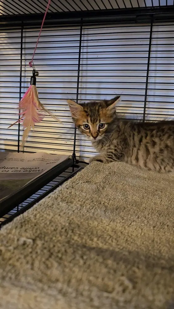 Spanky, photo 3