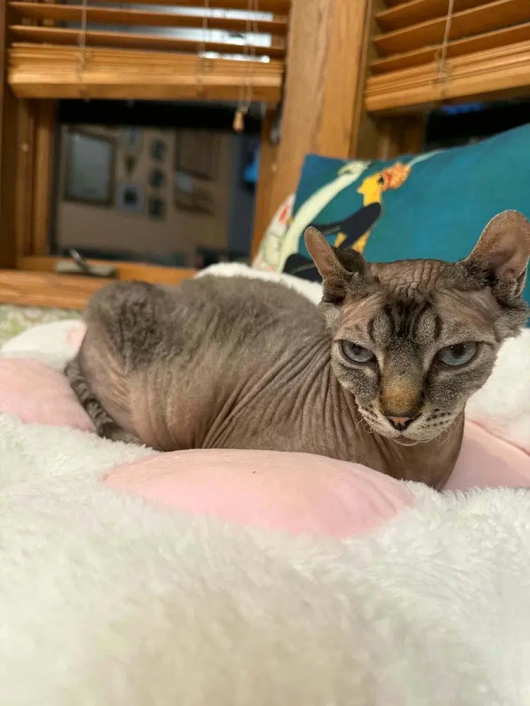 Minxy, an adult male Sphynx (hairless cat) cat up for adoption