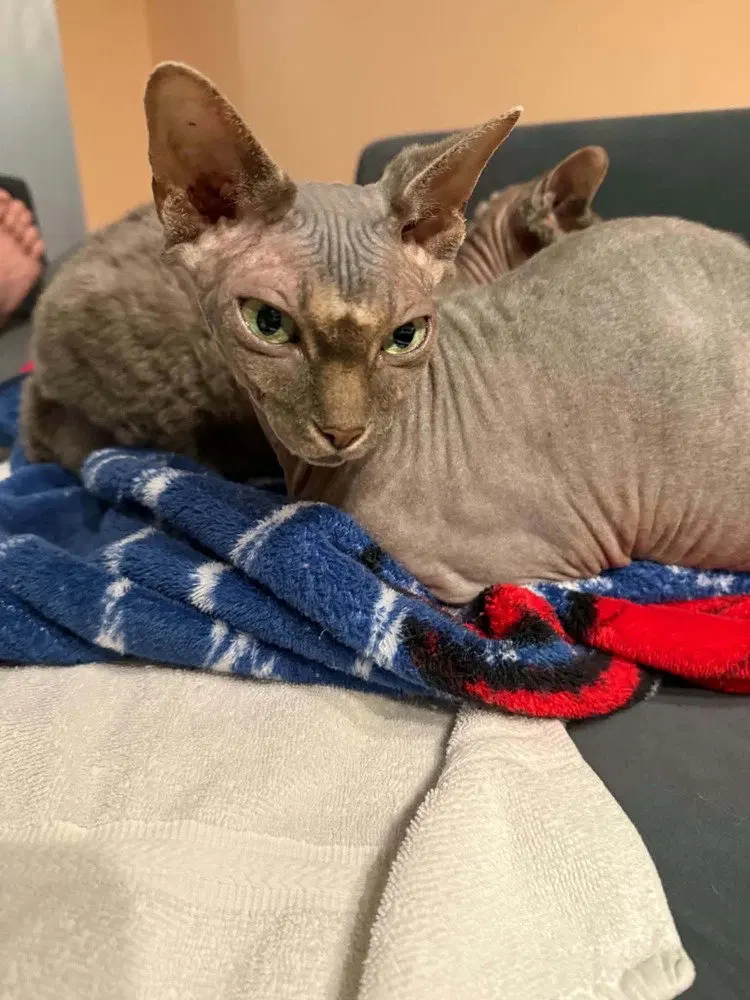 Mochi, an adult female Sphynx (hairless cat) cat up for adoption
