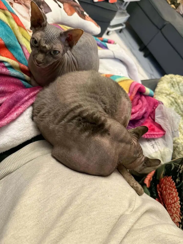 Mochi, photo 3