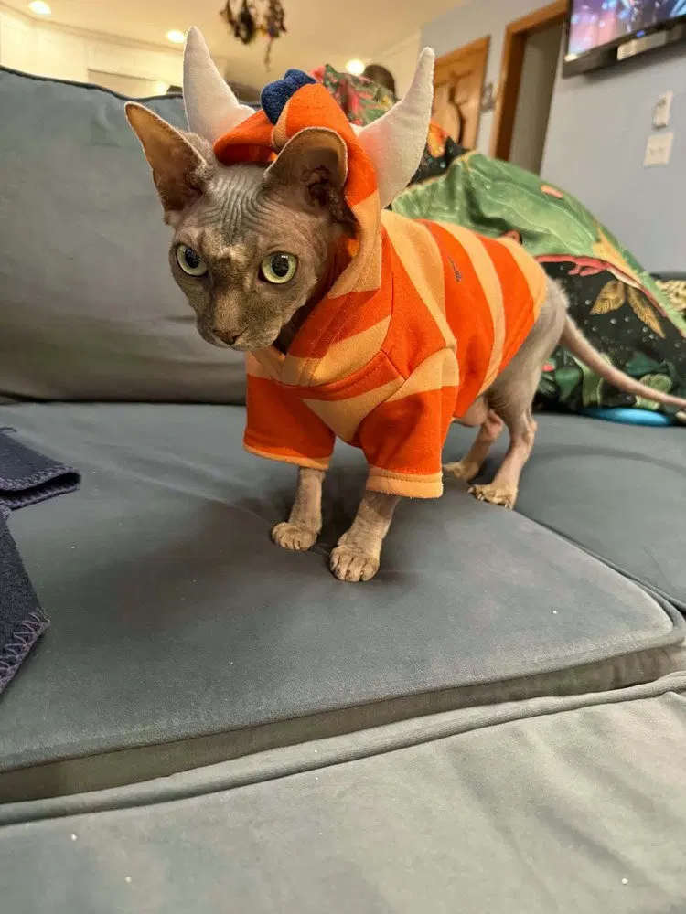 Mochi, photo 4
