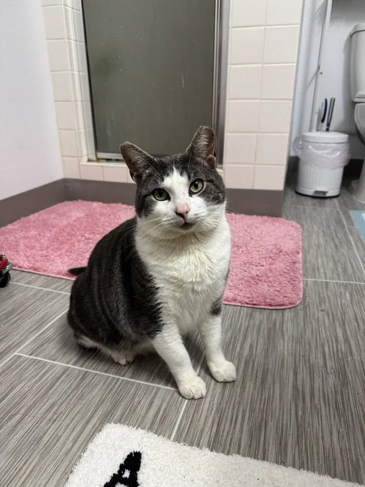 Tommy, an adult male cat up for adoption