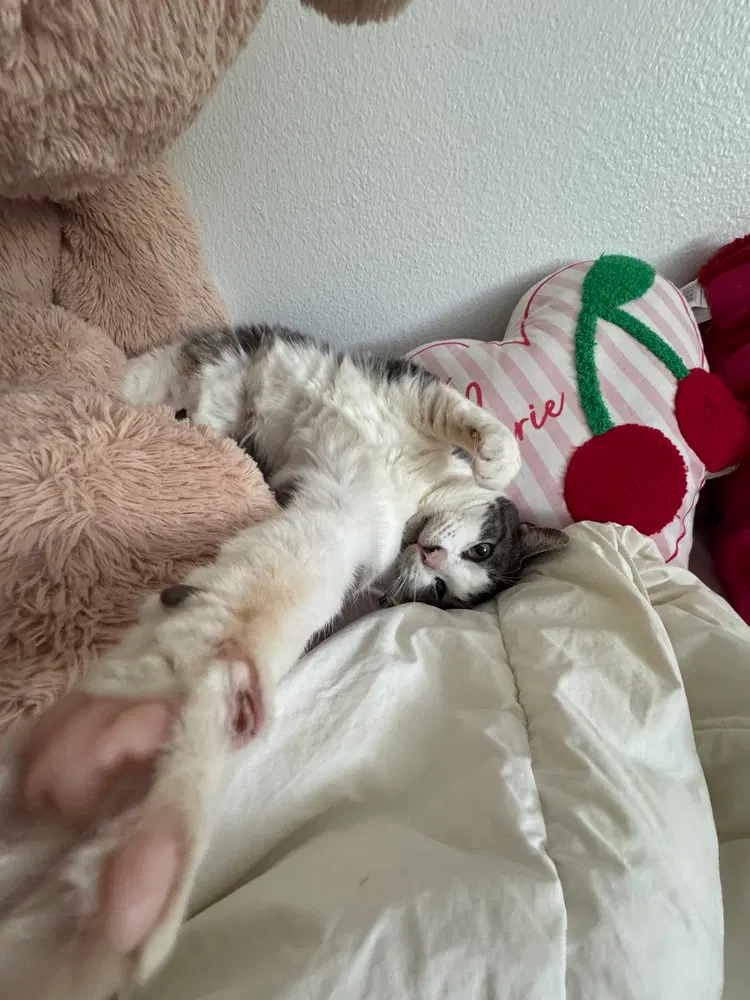 Tommy, photo 3