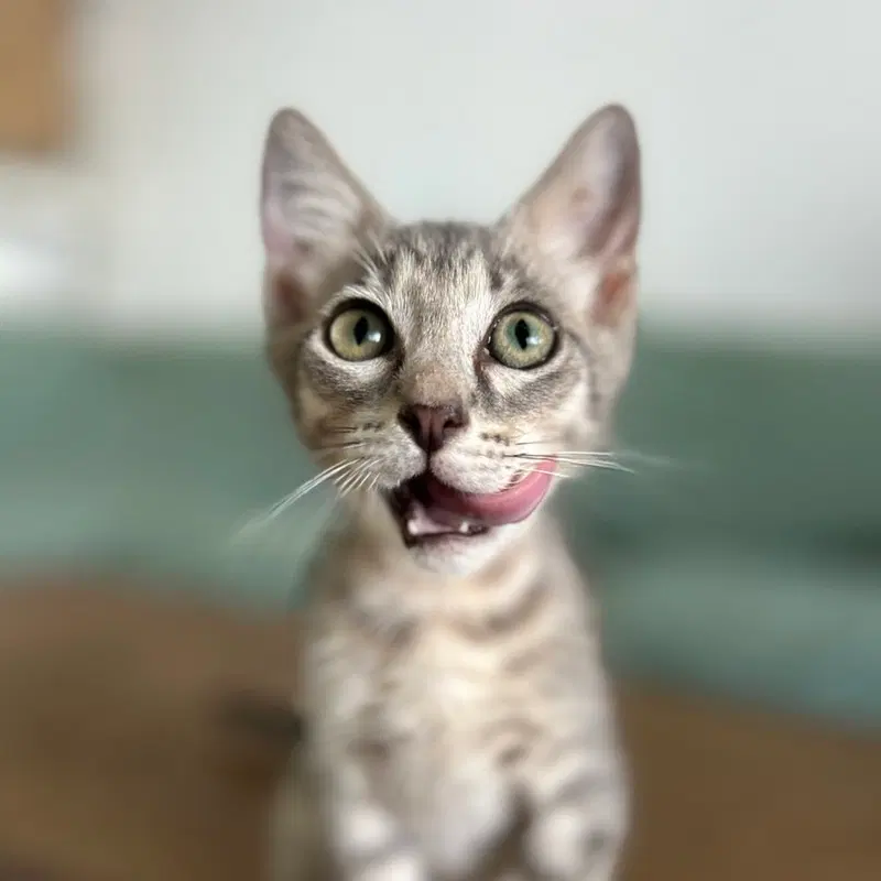 Quigly & Dusty, young male cats up for adoption