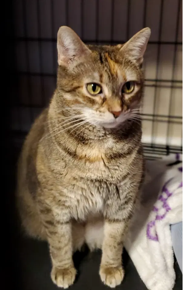 Ziri, an adult female cat up for adoption