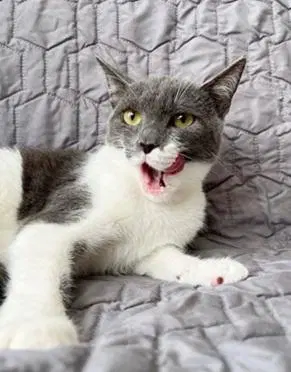 Jolie, a female kitten up for adoption
