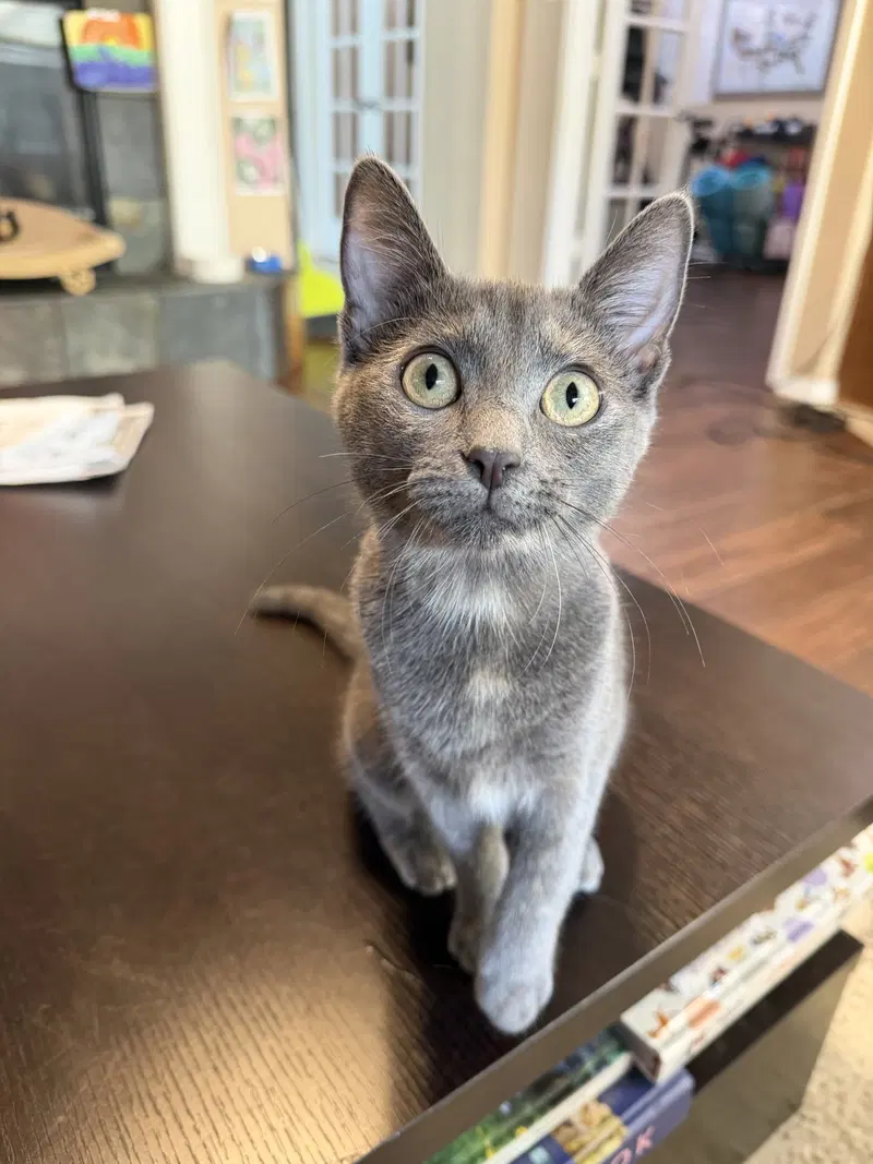 Azure, a female Dilute Tortoiseshell kitten up for adoption