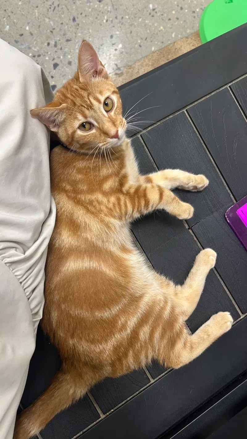Archie C, a male Tabby kitten up for adoption