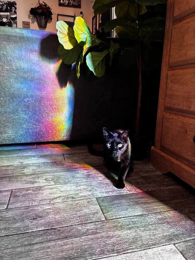 Galaxy, an adult male cat up for adoption