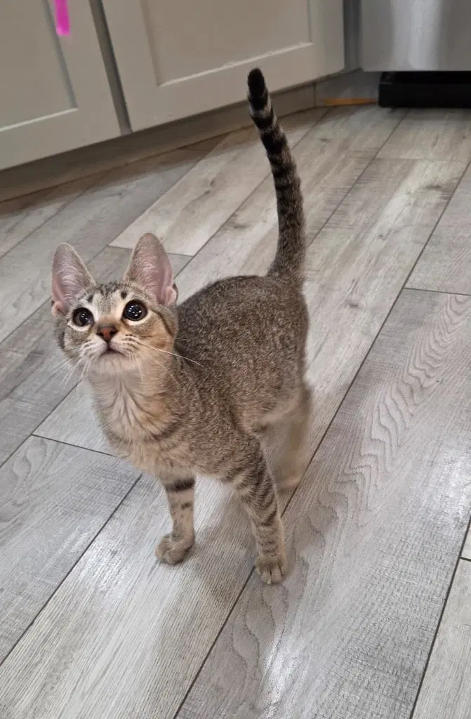 Charlie, a young male Tabby cat up for adoption