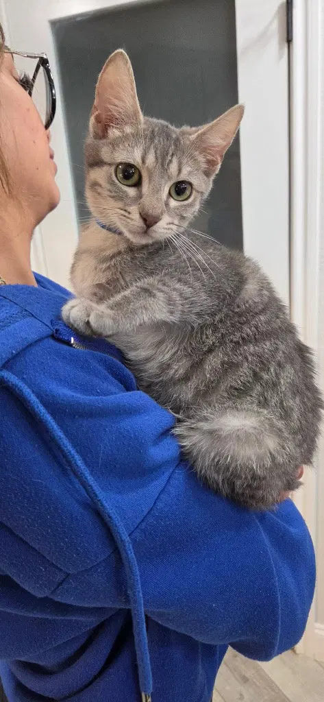 Seth, a young male cat up for adoption