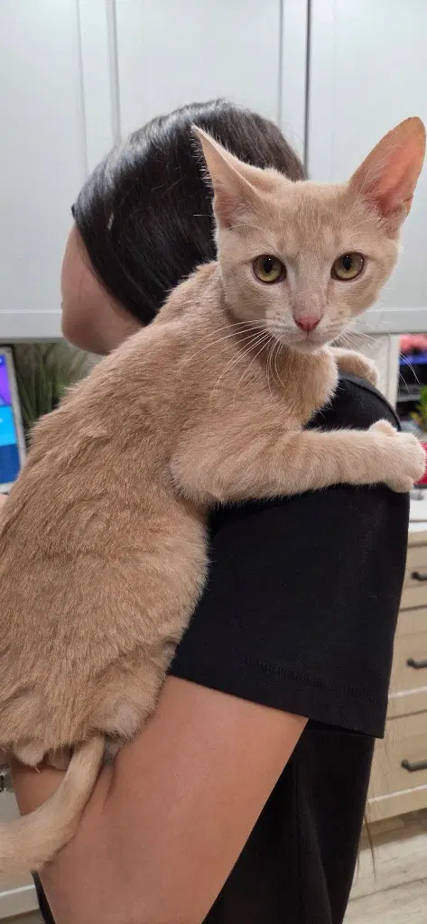 Alakay, a young male cat up for adoption
