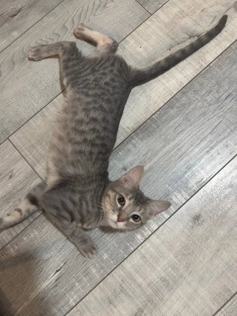 Marty, a young male cat up for adoption