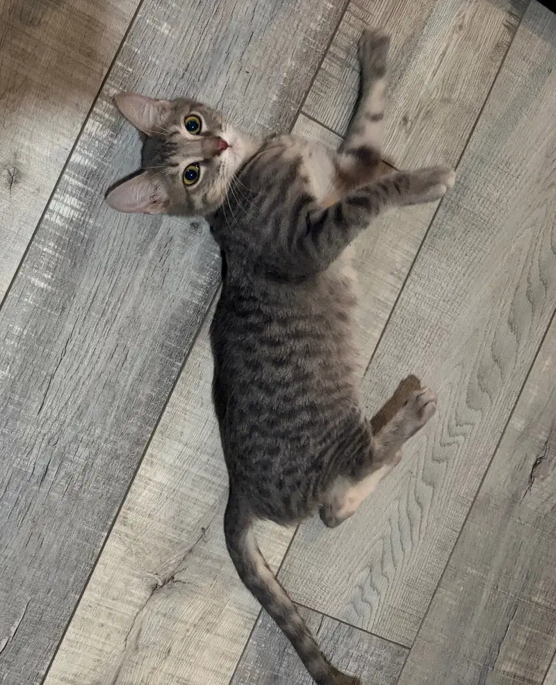 Marty, photo 3