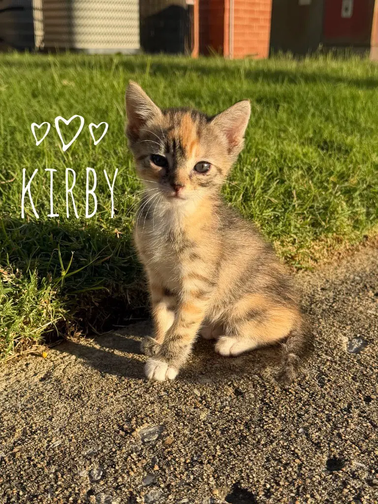 Kirby, a female kitten up for adoption