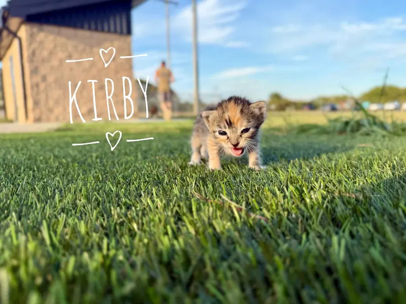 Kirby, photo 2