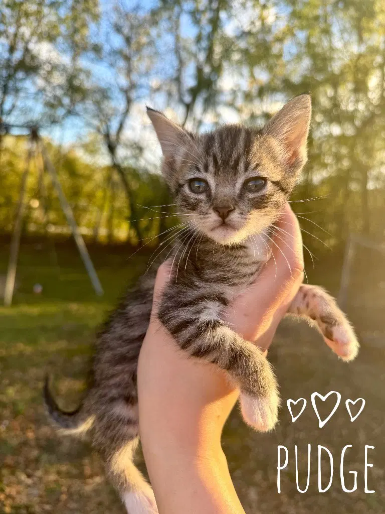 Pudge, a male kitten up for adoption