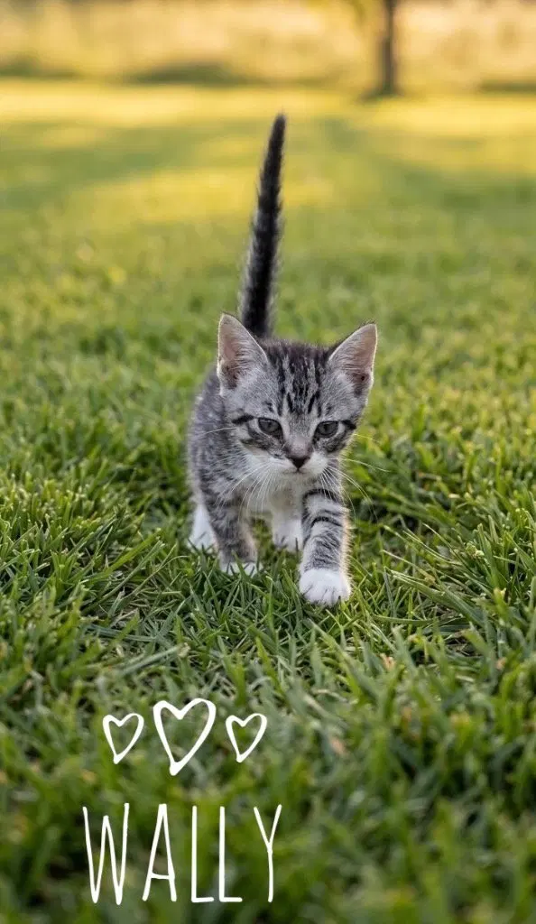 Wallace Wally, a male kitten up for adoption