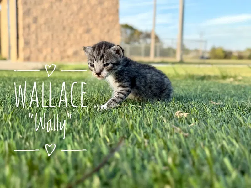 Wallace Wally, photo 2
