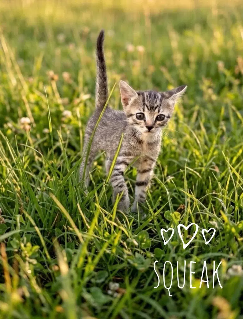 Squeak, a male kitten up for adoption